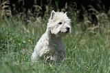 WESTIE 254